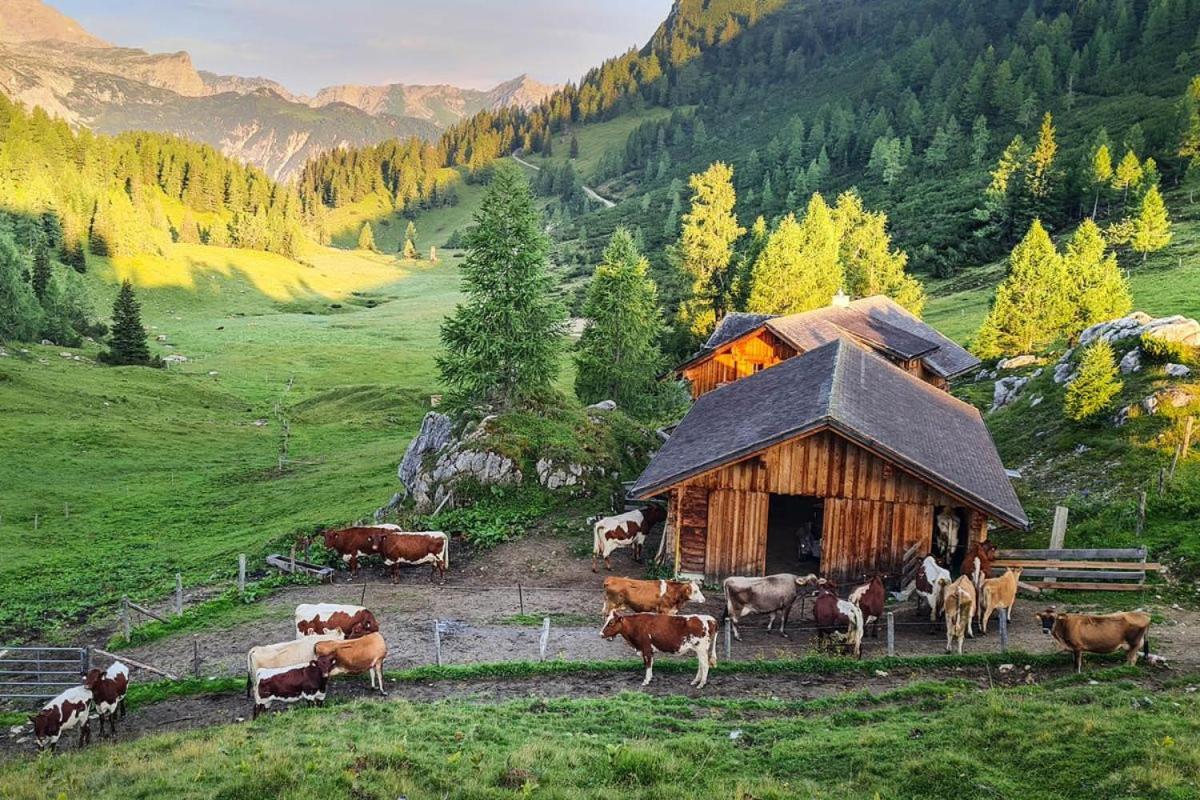 Pension Walchauhof Flachau Buitenkant foto